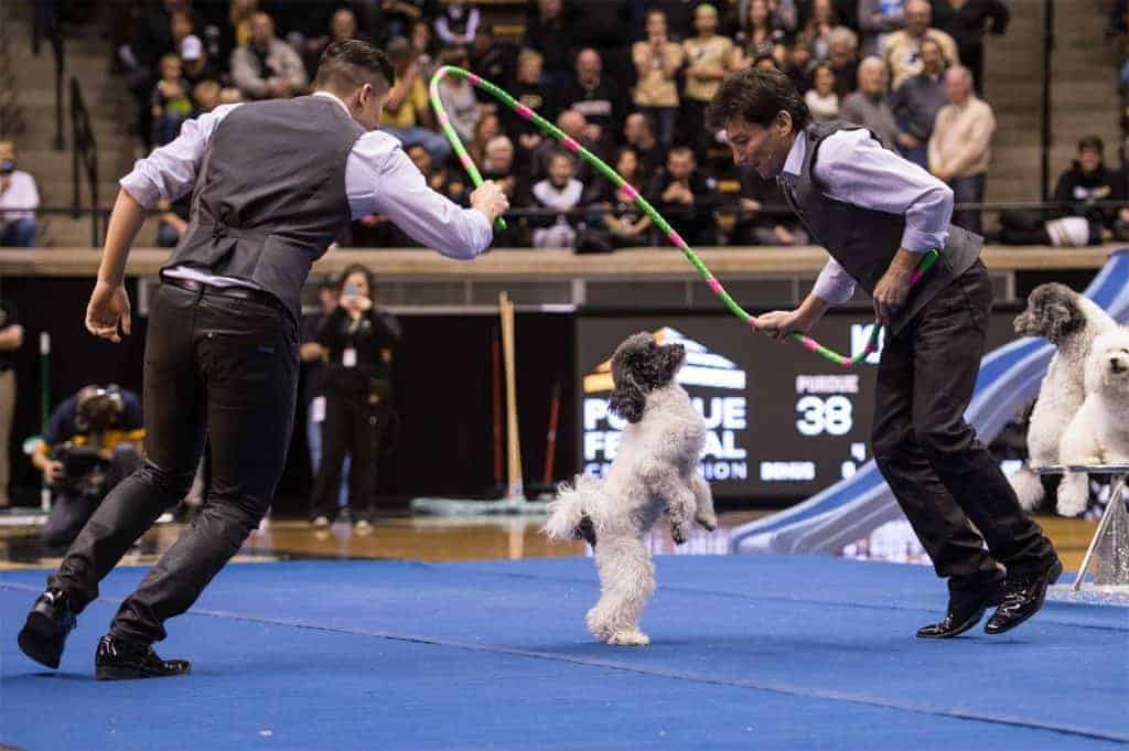 Corporate Entertainment Ideas: Wow Your Guests with the Olate Dogs Group